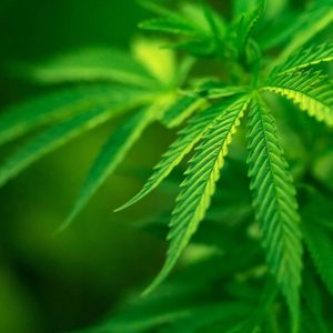 cannabis industry