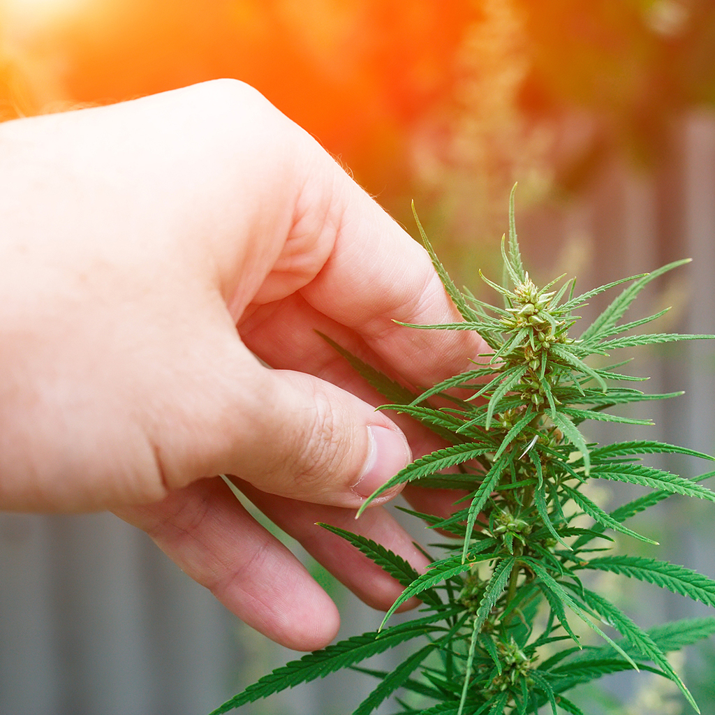 cannabis webinar series