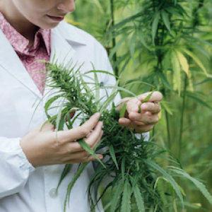 cannabis testing seminar