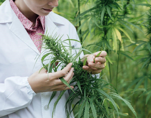 cannabis testing seminar
