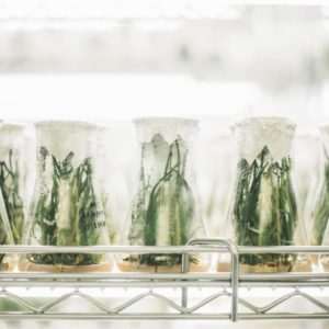 cannabis-sample-prep