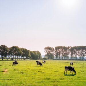 Cows-dairy