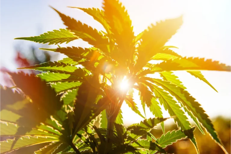 Cannabis Testing Lab on a Budget